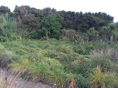 Calystegia sepium roseata