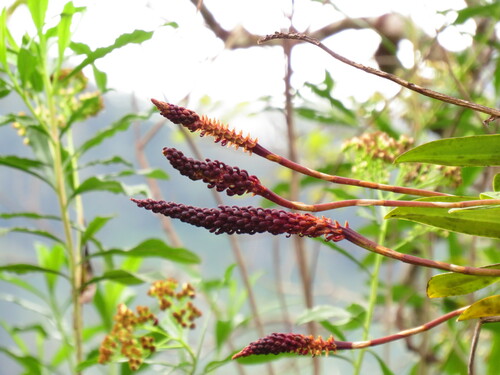 Bulbophyllum moramanganum