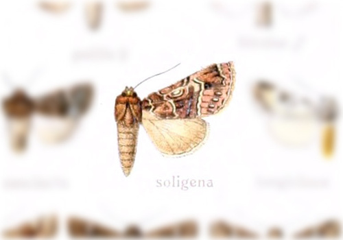 Mamestra soligena