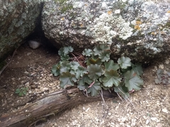 Heuchera pulchella