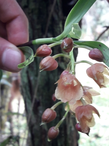 Epidendrum lloense (Lindl.) Hágsater & Dodson 2