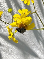 Copestylum violaceum