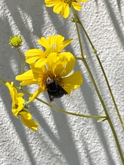 Copestylum violaceum