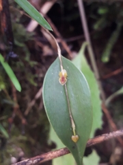 Lepanthes mucronata