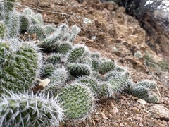 Opuntia polyacantha