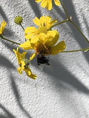 Copestylum violaceum