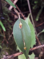 Lepanthes mucronata