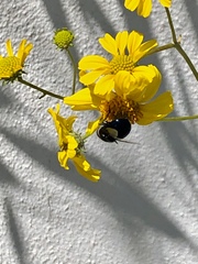 Copestylum violaceum