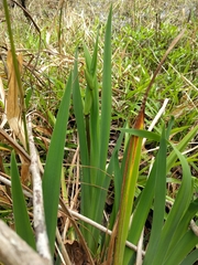 Iris virginica