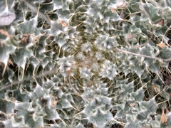 Cirsium neomexicanum