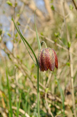 Fritillaria montana