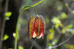 Fritillaria montana