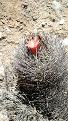Eriosyce confinis