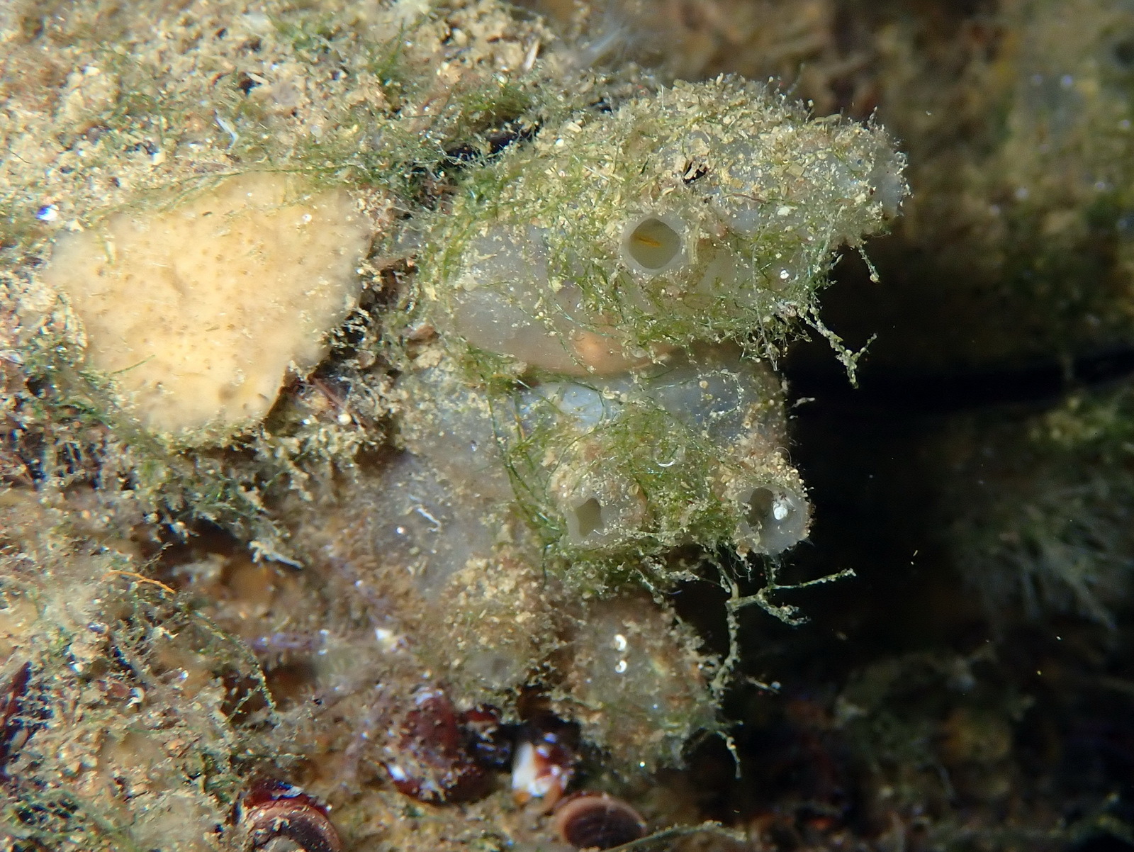 Molgula manhattensis (De Kay, 1843)