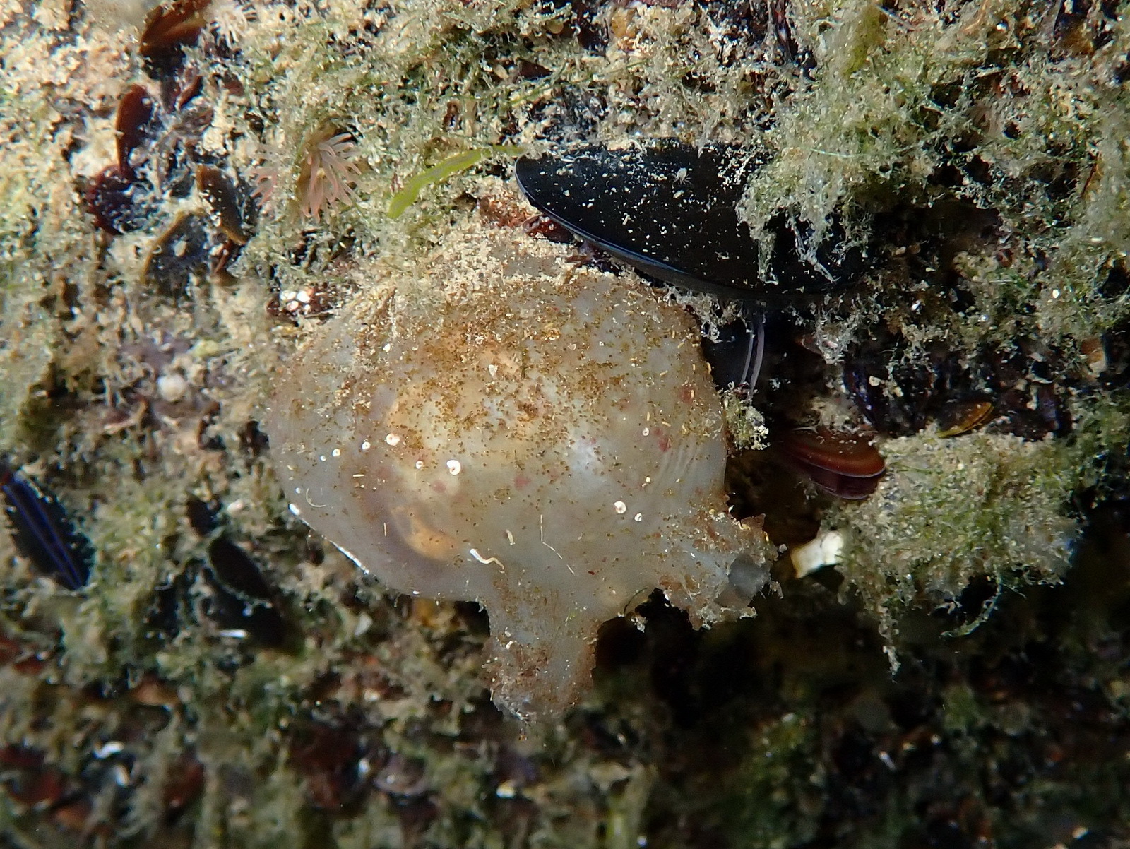 Molgula manhattensis (De Kay, 1843)