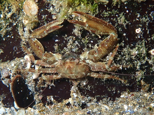 Long-clawed Porcelain Crab, photo 4 of 8