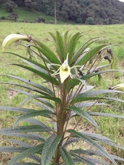 Siphocampylus lucidus