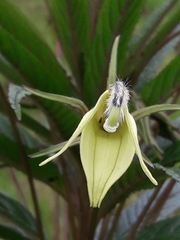 Siphocampylus lucidus