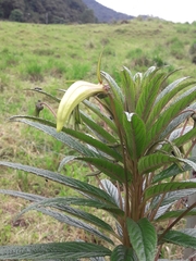 Siphocampylus lucidus