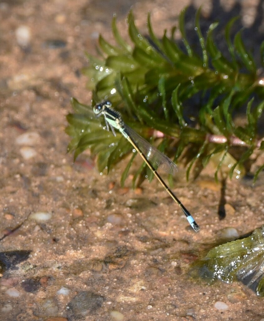 Rambur's Forktail from Kurth Lake area Near Lufkin TX on November 5 ...