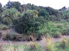 Calystegia sepium roseata
