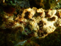 Goldline Blenny photo 5