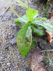 Calycomyza verbenae