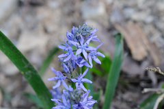 Hyacinthoides italica