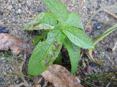 Calycomyza verbenae