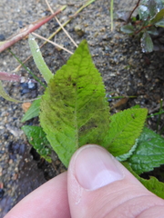 Calycomyza verbenae