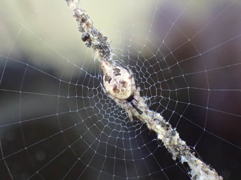 orb weaver