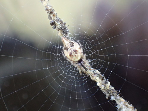 Humped Trashline Orbweaver
