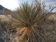 Yucca intermedia