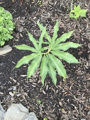 Arisaema thunbergii