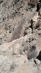 Eriosyce confinis