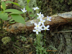 Houstonia caerulea