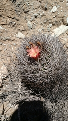 Eriosyce confinis
