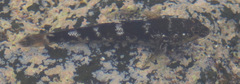Mauligobius maderensis