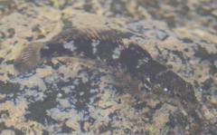 Mauligobius maderensis