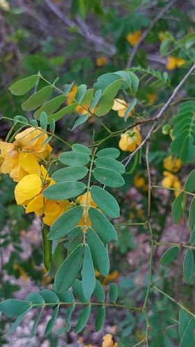 Image of Twin-Flowered Cassia (Senna pallida) by (c) Sinead Gómez, some rights reserved (CC BY)