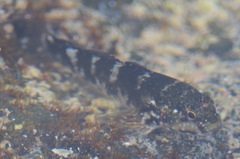 Mauligobius maderensis