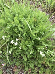 Scandix pecten-veneris