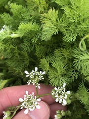 Scandix pecten-veneris