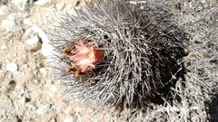 Eriosyce confinis
