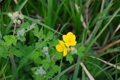 Chelidonium asiaticum