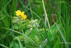 Chelidonium asiaticum