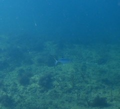 Scomberomorus regalis