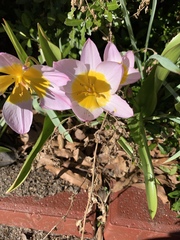 Tulipa saxatilis