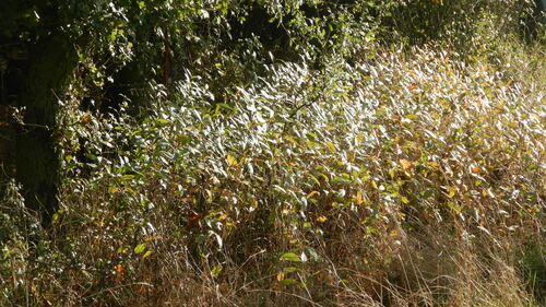 Dwarf Russian Almond