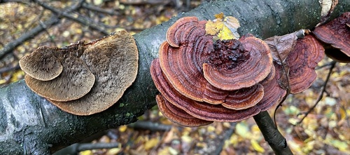 sieťkovček trojfarebný (Daedaleopsis tricolor)